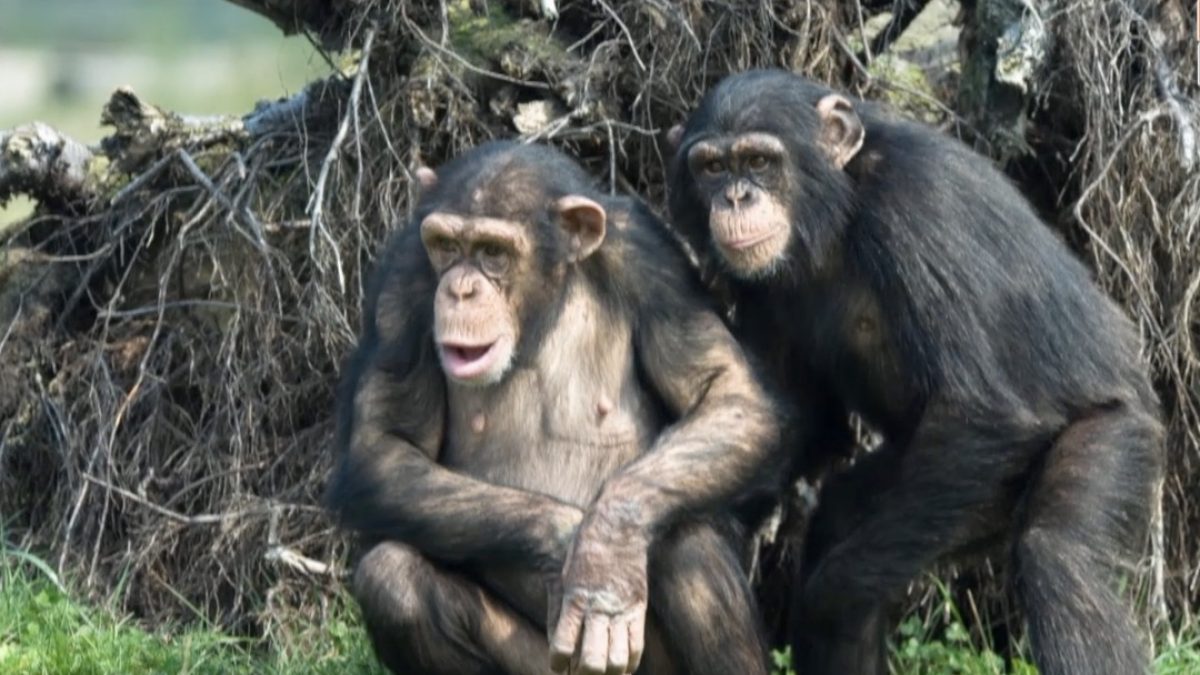 ชิมแปนซีมีความผูกพันทางสังคมเหมือนมนุษย์