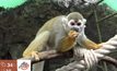 “ลิงกระรอก” สมาชิกใหม่สวนสัตว์สงขลา