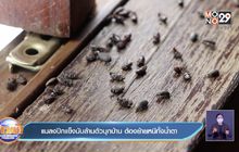 แมลงปีกแข็งนับล้านตัวบุกบ้าน ต้องย้ายหนีทั้งน้ำตา