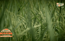 แนะเกษตรกรปรับตัวรับภัยแล้ง ตอน 3