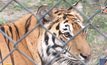 กรมอุทยานฯ เปิดศูนย์ฝึกอบรมการอนุรักษ์เสือโคร่งแห่งแรกที่ห้วยขาแข้ง