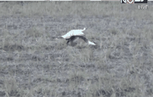 แพะตายปริศนา จ. อ่างทอง