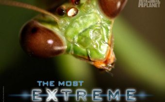 The Most Extreme Series สุดขีด! สัตว์พิศวง ปี 1