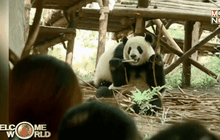 นักท่องเที่ยวแห่ชมแพนด้ายักษ์