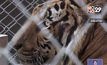 กรมอุทยานฯ ยืนยันเสือโคร่งป่วยตาย 86 ตัว