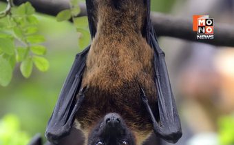 อินเดียพบนิปาห์เพิ่มเป็น 5 ราย ไทยคุมเข้มด่านฯ ยังไม่พบผู้ป่วย