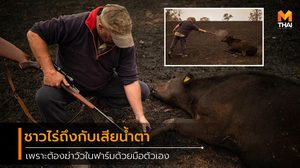 ชาวไร่ออสซี่หลั่งน้ำตา หลังจากต้องฆ่า วัว 20 ตัว ที่บาดเจ็บสาหัสจากไฟป่า