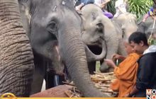 จ.ตรัง จัดพิธีรับขวัญช้างใหญ่ที่สุดในภาคใต้