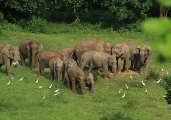 กว่า 1 ทศวรรษ สยาม ไวเนอรี่ร่วมฟื้นฟูผืนป่ากุยบุรี