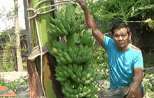 พระเจ้าช่วย กล้วยน้ำว้าเครือเดียว 35 หวี