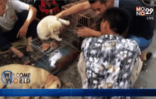 เทศกาลกินเนื้อสุนัขในจีน