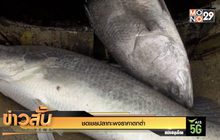 ชดเชยปลากะพงราคาตกต่ำ