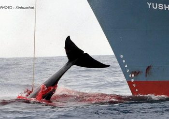 ญี่ปุ่นเคาะโควตา ‘ล่าวาฬเชิงพาณิชย์’ ปี 2021