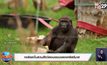 กอริลลาในสวนสัตว์ลอนดอนฉลองคริสต์มาส