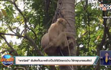 “พาณิชย์” ยันลิงเก็บมะพร้าวเป็นวิถีชีวิตชาวบ้าน ไร้ทารุณกรรมสัตว์