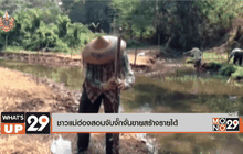 ชาวแม่ฮ่องสอนจับจั๊กจั่นขายสร้างรายได้