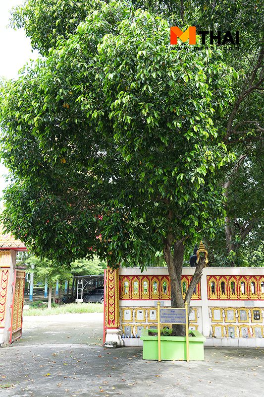 ต้นพิกุล