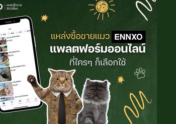 ใครๆ ก็ซื้อขาย แมวกับ ENNXO ตลาดแมวออนไลน์ที่คนรักแมวไม่ควรพลาด