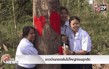 ชาวบ้านกอดต้นไม้ใหญ่ก่อนถูกตัด