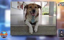 ตามกันวุ่น “เตี้ย มช.”สุนัขพันธุ์ทางขาสั้น ขวัญใจชาวมหาลัยหายตัว