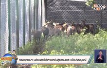 กรมอุทยานฯ ปล่อยสัตว์ป่าหายากคืนสู่ธรรมชาติ เพื่อป่าสมบูรณ์