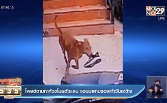 โพสต์ตามหาหัวขโมยตัวแสบ แอบมาคาบรองเท้าวันละข้าง