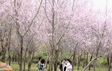 แห่ชมดอกซากุระภูลมโล บานห้วงสุดท้าย