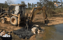 พบช้างกุยบุรี ตายในบ่อน้ำ จ.ประจวบคีรีขันธ์