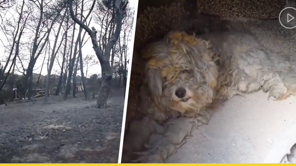 ปาฏิหาริย์! น้องหมารอดจากไฟไหม้ครั้งใหญ่ ด้วยวิธีที่น่าเหลือเชื่อ