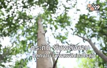 กระถินไม้โตเร็ว