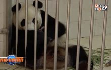 จีนพยายามเพิ่มจำนวนแพนด้า