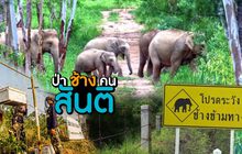 ป่า ช้าง  คน… สันติ
