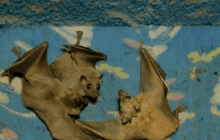 สาวอิสราเอลเปลี่ยนบ้านเป็นศูนย์พยาบาลค้างคาว