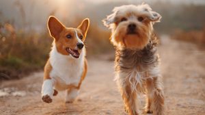 โรคพิษสุนัขบ้า - การฉีดวัคซีนป้องกันพิษสุนัขบ้า