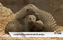 เกมส์ล่าไข่อีสเตอร์สำหรับสัตว์ในสหรัฐฯ