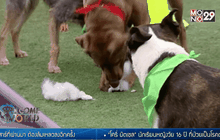 สุนัขทำนายผลซูเปอร์โบวล์