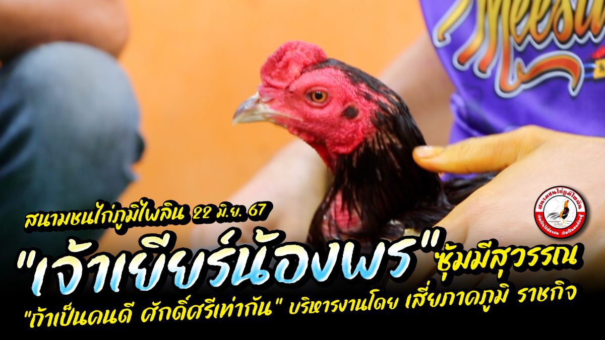 สีสันแชมป์คู่แรกสังเวียนกลาง “เยียร์น้องพร” ซุ้ม มีสุวรรณ สนามชนไก่ภูมิไพลิน อา. 22 มิ.ย. 67 #น้อยรอยลาย.com