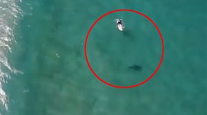 นักโต้คลื่นออสซี่รอดตายจากฉลาม หลังมีคนแจ้งเตือนภัยผ่านโดรน