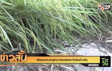 เตือนชาวนาฤดูหนาวลมแรงระวังต้นข้าวล้ม