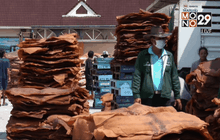 เคาะราคารับซื้อยางพารา 45 บาท/กก.เริ่ม 25 ม.ค.นี้