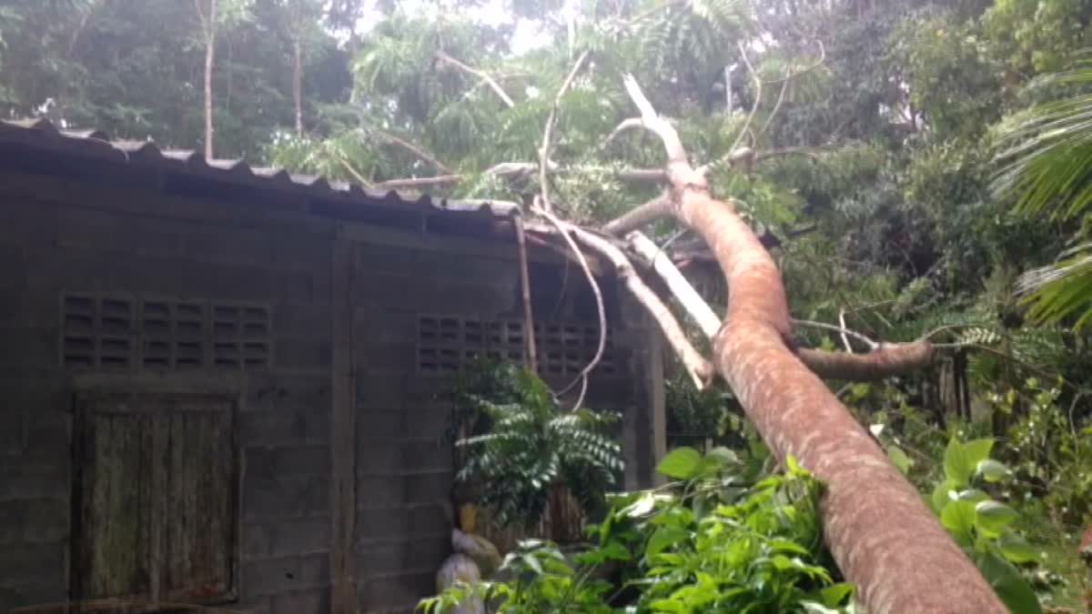 พายุฝนถล่ม! หักโค่นต้นเทียม อายุกว่า 60 ปี ทับบ้านเสียหาย