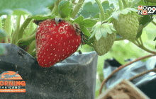 เกษตรกร จ.พิจิตร ปลูกสตอเบอร์รี่สำเร็จสร้างรายได้