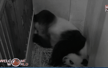 แพนด้าในสหรัฐฯ ให้กำเนิดลูกแฝด