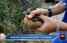 ทุกชีวิตมีค่า ช่วยครอบครัวนกเป็ดน้ำ 7 ตัว ข้ามถนน