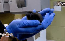 “โบวี่” เพนกวินน้องใหม่ของสวนสัตว์ในสหรัฐฯ