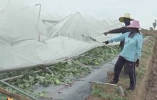 พายุฤดูร้อนถล่มสวนเมล่อน จ.นครราชสีมา