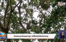 จ๋อแสบบุกขโมยตะกรุด หนีขึ้นต้นไม้หน้าตาเฉย