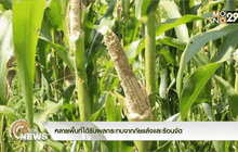 หลายพื้นที่ได้รับผลกระทบจากภัยแล้งและร้อนจัด