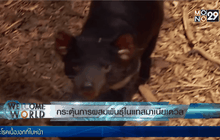 กระตุ้นการผสมพันธุ์ในแทสมาเนียเดวิล