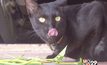 “เจ้าสำลี” แมวดำชอบกินยอดผักบุ้ง